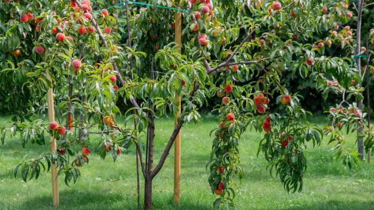5 Fruit Tree and Shrub Pairings to Avoid Planting Close Together in Your Yard
