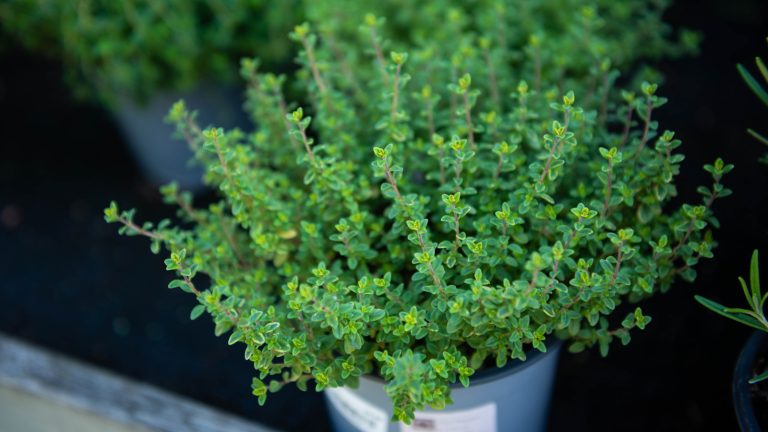 Common Mistakes Gardeners Make When Growing Thyme