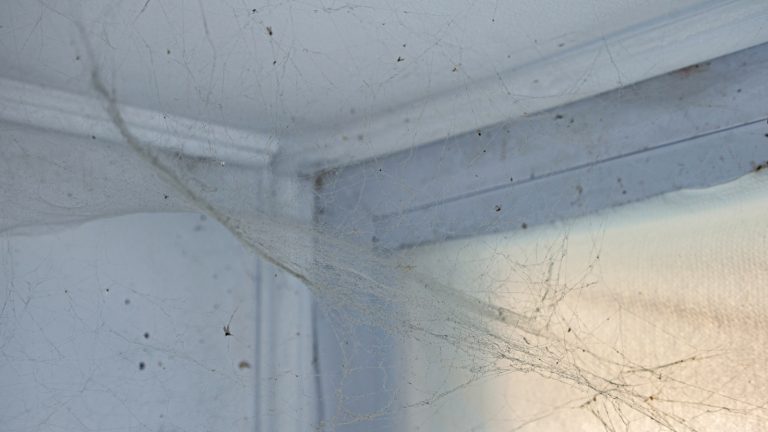 Natural Solutions to Keep Spiders Out of Your Home Natural Solutions to Keep Spiders Out of Your Home