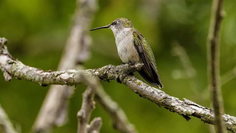 Add This Essential Hummingbird to Your Yard and Discover the Best Place to Put It