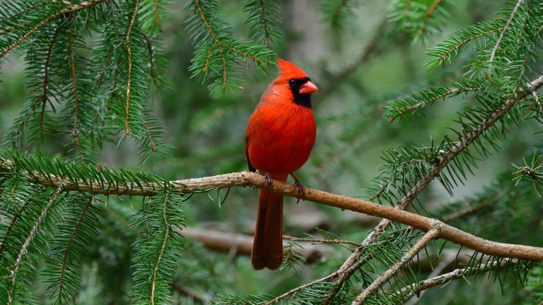 Adding This Simple Ingredient to Your Feeder Makes Attracting Cardinals a Breeze