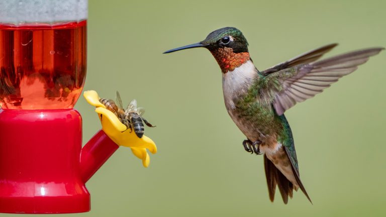 Plants that Attract Pollinators While Deterring Bees from Your Hummingbird Feeder