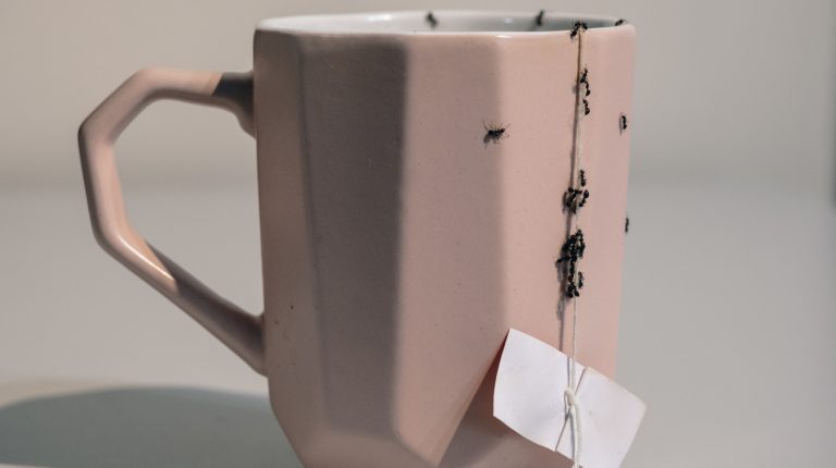 Surefire Methods to Prevent Pests from Invading Your Home Every Year