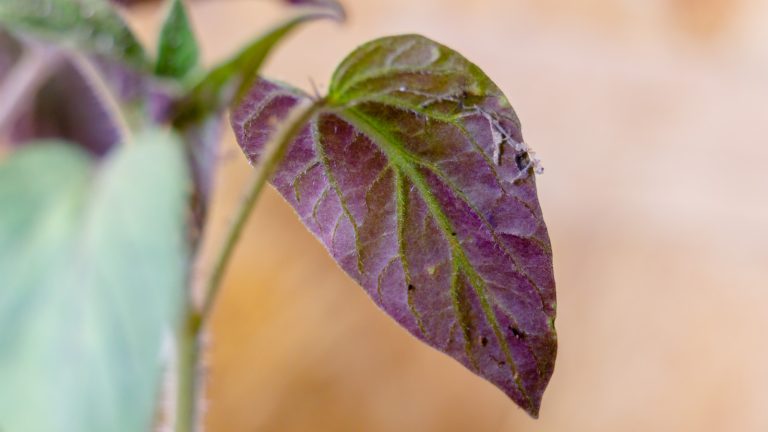 Why It's Worrisome When Your Tomato Plant's Leaves Turn Purple