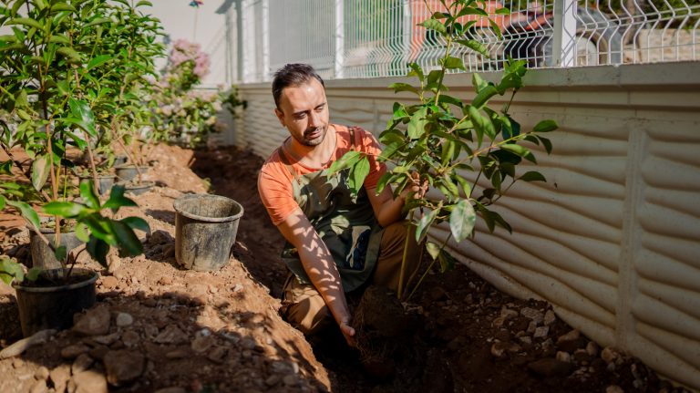 A Beginner-Friendly Fruit Tree for Small Spaces: Low-Maintenance and Easy to Grow