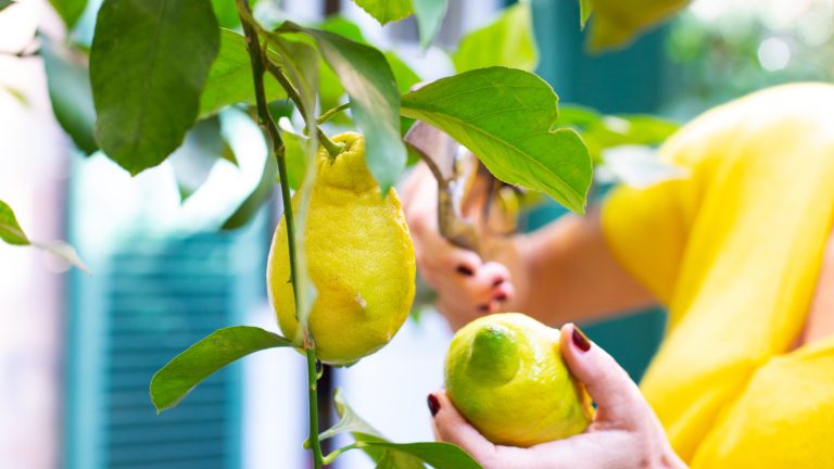 A Must-Have Herb That Will Thrive Beside Your Lemon Tree Faster Than You Think