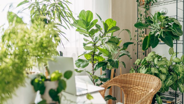 Aldi's Boho-Inspired Ripple Planters Are Every Plant Lover's Dream