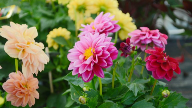 Avoid Planting Dahlias in Certain Locations for Optimal Growth and Blooms