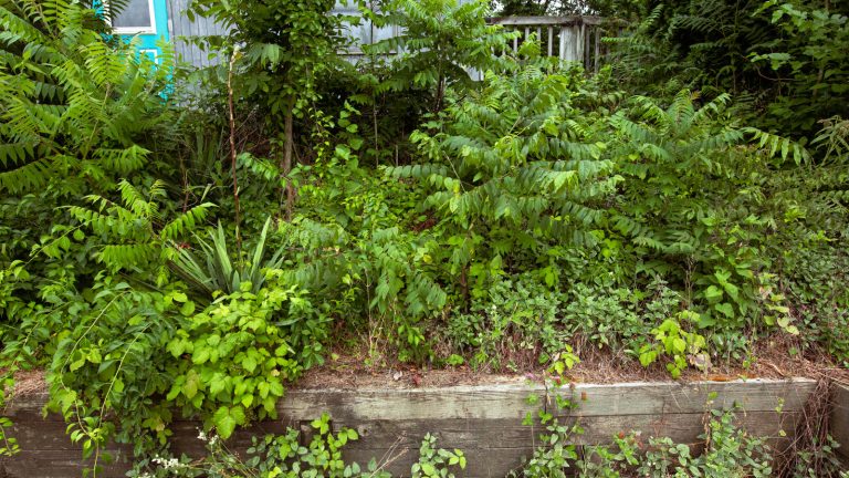 Avoid Planting These Highly Invasive Trees and Shrubs on the East Coast