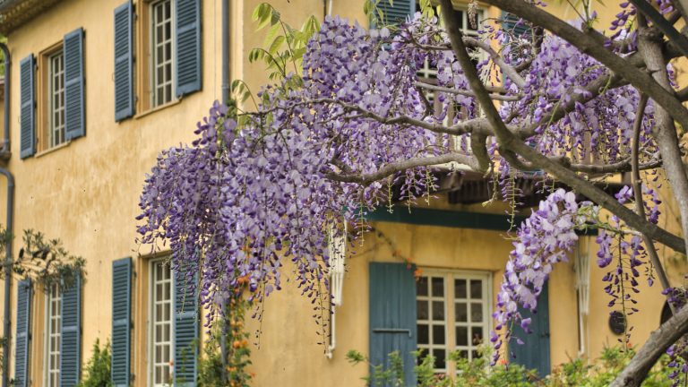 Avoid These Rapidly Spreading Invasive Wisteria Varieties and Plant These Alternatives Instead