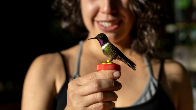 Avoid Using Incorrect Ingredients in Your Homemade Hummingbird Nectar