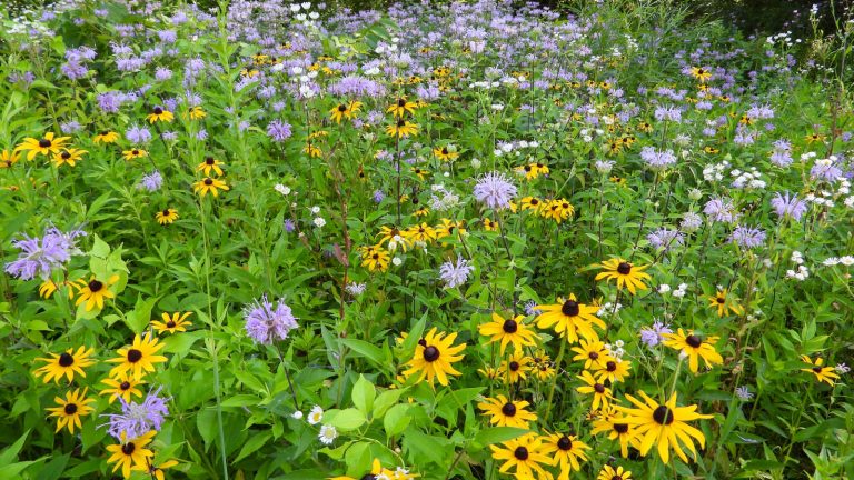 Consider the Benefits of Embracing the Prairie Garden Trend for Your Yard