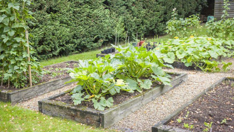 Garden Vegetables to Avoid Growing From Seed