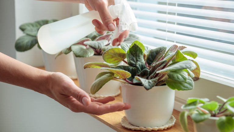 Growing 16 Indoor Plants That Are Low-Maintenance and Perfect for Beginners