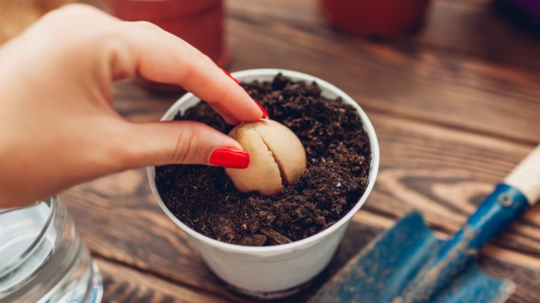 Growing an Avocado Plant from Seed: A Guide to Success and Fruit-Bearing