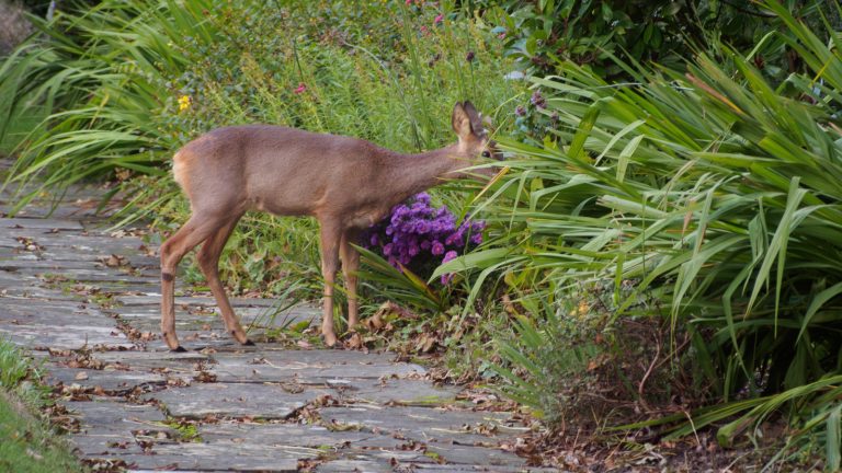 Hardy Spring Flowers that Thrive despite Deer in Your Area