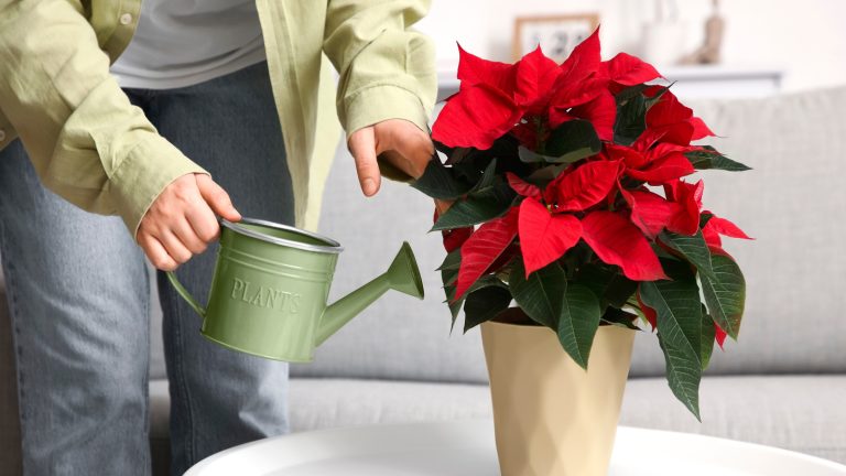 How frequently should you water poinsettias? Learn how to maintain their health and vitality