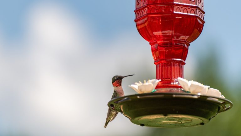Is a Larger Hummingbird Feeder More Effective?