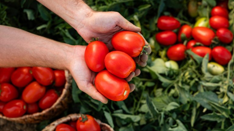 Is it Beneficial to Use Banana Peels as a Natural Fertilizer for Tomato Plants?
