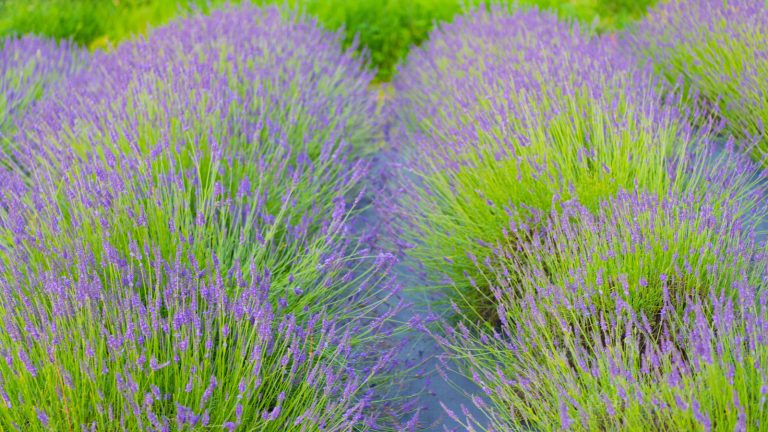 Is the Banana Hack the Secret to Thriving Lavender? Gardeners Swear By It (and We Found Out if It Really Works)