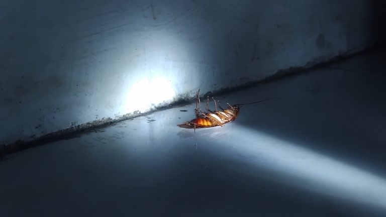 Keep Unwanted Pests Out of Your Garage with This Popular Scent Keep Unwanted Pests Out of Your Garage with This Popular Scent