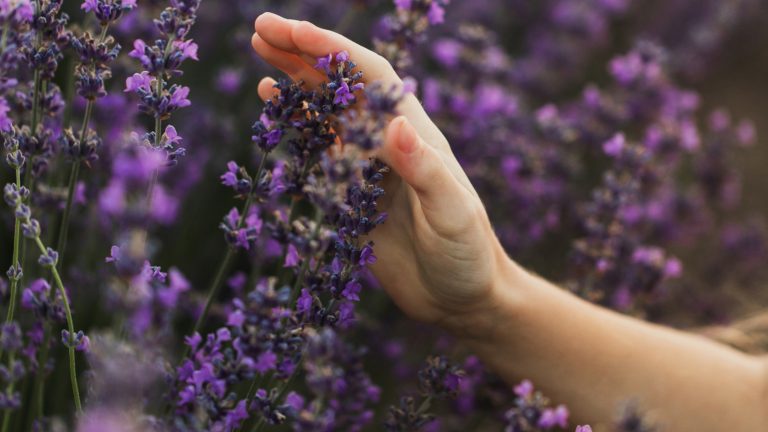 Low-Growing Lavender Varieties: The Ideal Natural Mulch Alternative