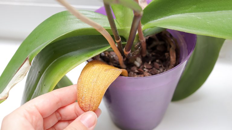 Maintain the Happiness and Health of Your Orchids with This Easy Epsom Salt Trick