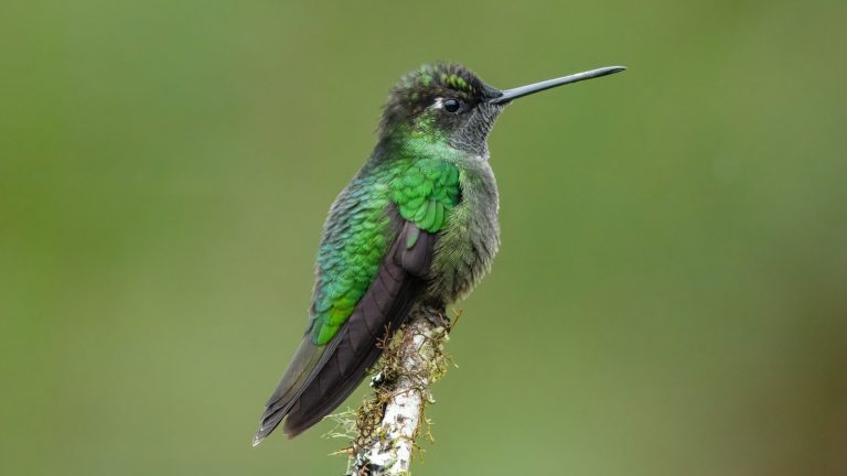 One of the Top Colorful Plants for Attracting Hummingbirds to Your Yard
