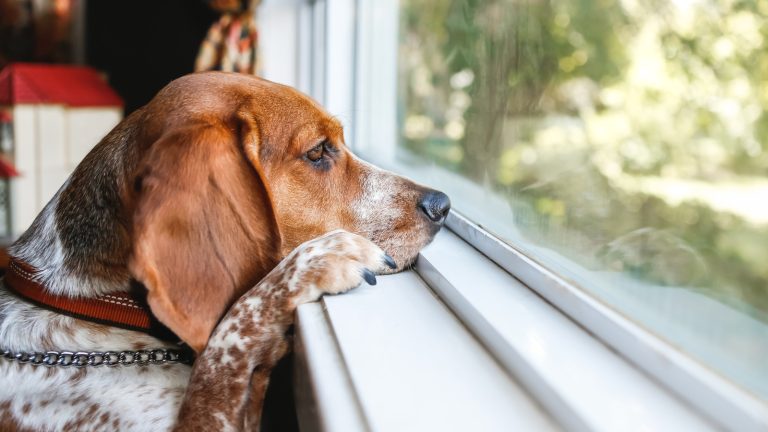 Pet Owners: The Genius Pool Noodle Window Hack You Need to Know