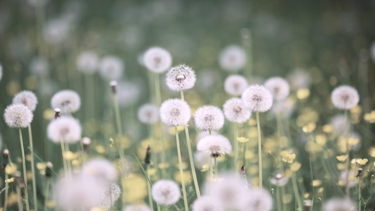 Preventing Weeds from Overtaking Your Yard: A Simple Gardening Tip