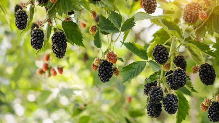 Reasons to Keep Black Raspberries and Red Raspberries Separate When Growing Them