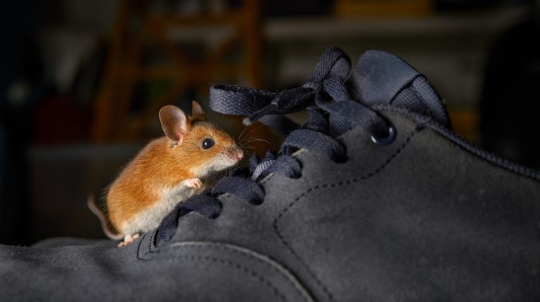 Sealing Garage Door Gaps: A Guide to Keeping Mice and Other Pests Out
