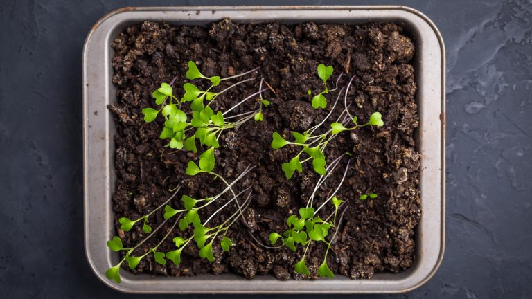 Seedlings at Risk for Legginess: Watch Out for These Varieties During Growth