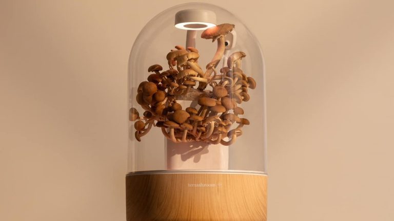 Simplifying Mushroom Cultivation with Terrashroom from Shark Tank