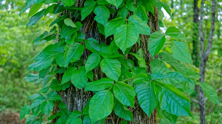The Correct Way to Clean Your Clothes in the Laundry Room Following Exposure to Poison Ivy