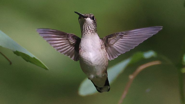 The Low-Maintenance Flowering Beauty That Will Bring Hummingbirds To Your Shady Garden