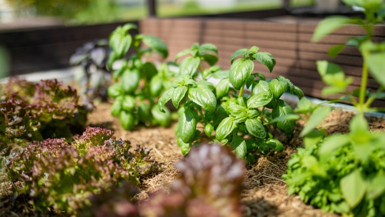 The Traditional Garden Vegetable that Thrives Next to Basil