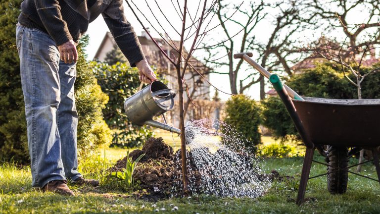 This Berry-Producing Plant Makes Attracting Birds and Bees Easier