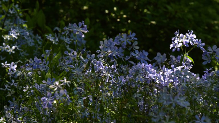 Thriving Shade Garden Perennial: Purple-Blue Flowering Beauty