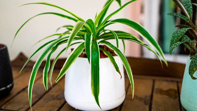 Tips to Grow a Fuller and Healthier Spider Plant on a Budget