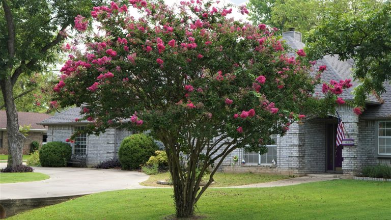 Transform Your Compact Garden with a Blooming, Rapid-Growing Tree that Stays Manageable
