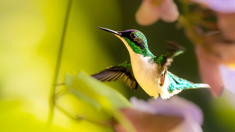 Transform Your Space Into a Hummingbird Haven with These 12 Flowers