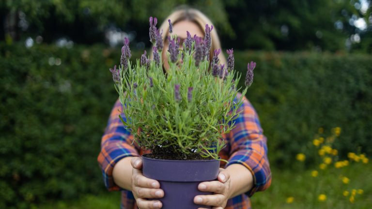 What is the Best Way to Plant Lavender: In the Ground or in Containers? Here's the Ideal Method