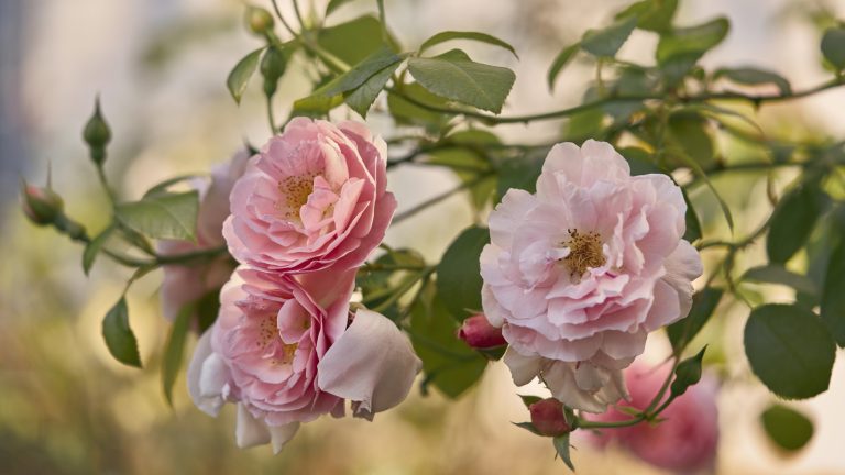 Where to Plant Garden Roses for Success (and Where Not to)