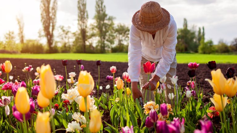 Why You Should Avoid Adding This Popular Spring Flower to Your Tulip Bouquet